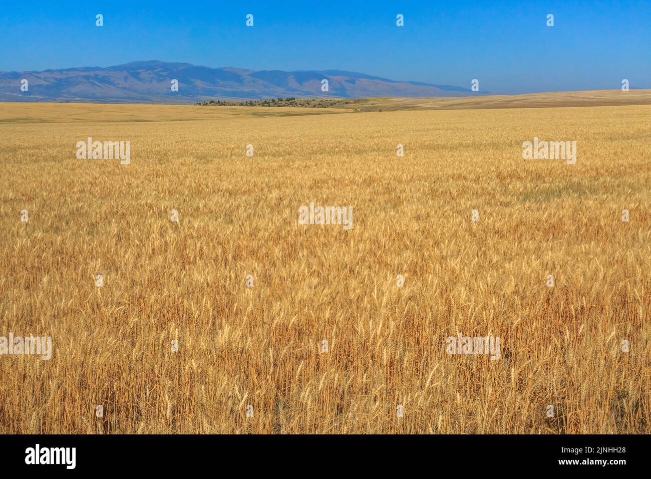 wheat field below the elkhorn mountains near townsend, montana Stock Photo