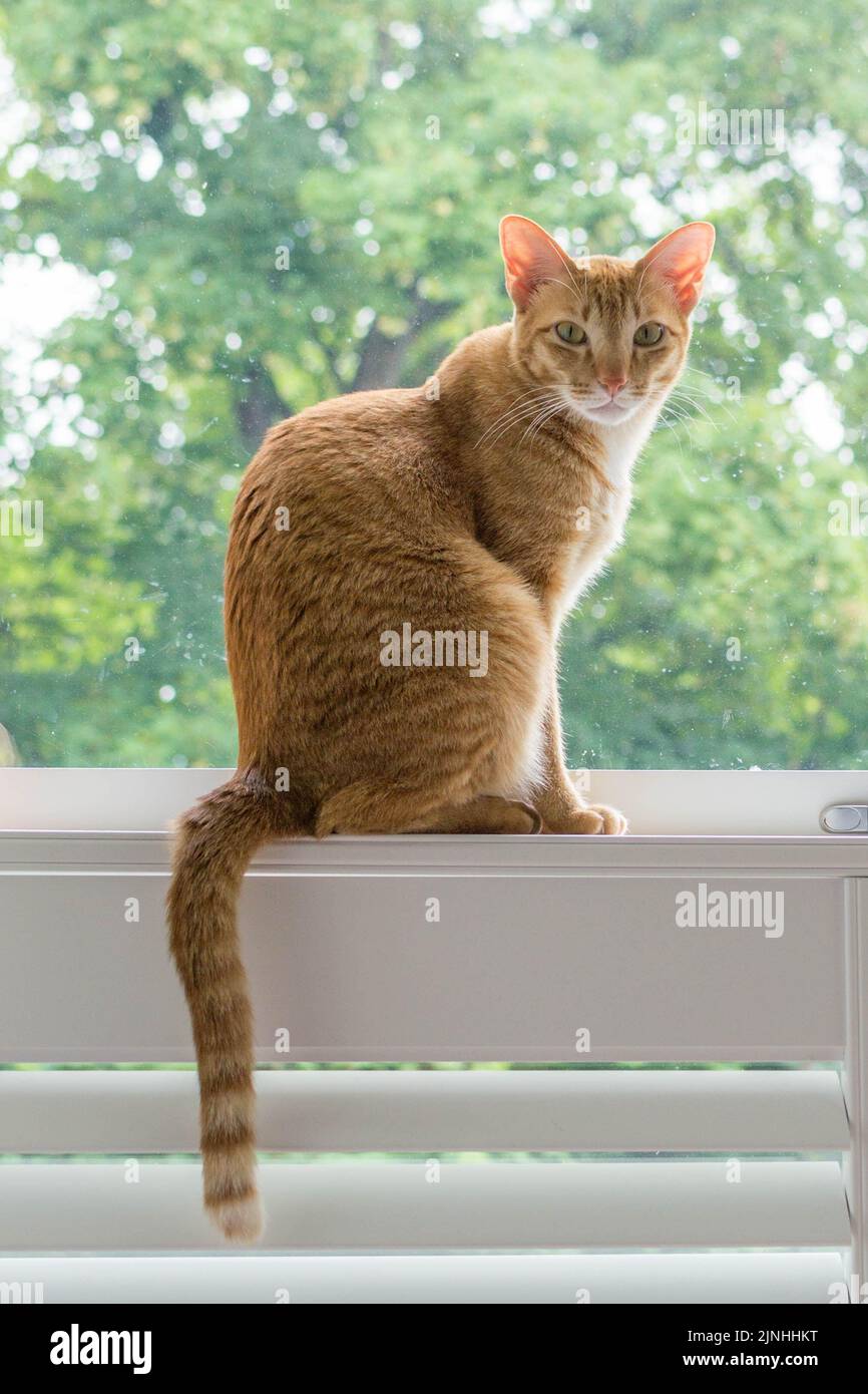 Orange cat sitting on a window sill looking at camera Stock Photo