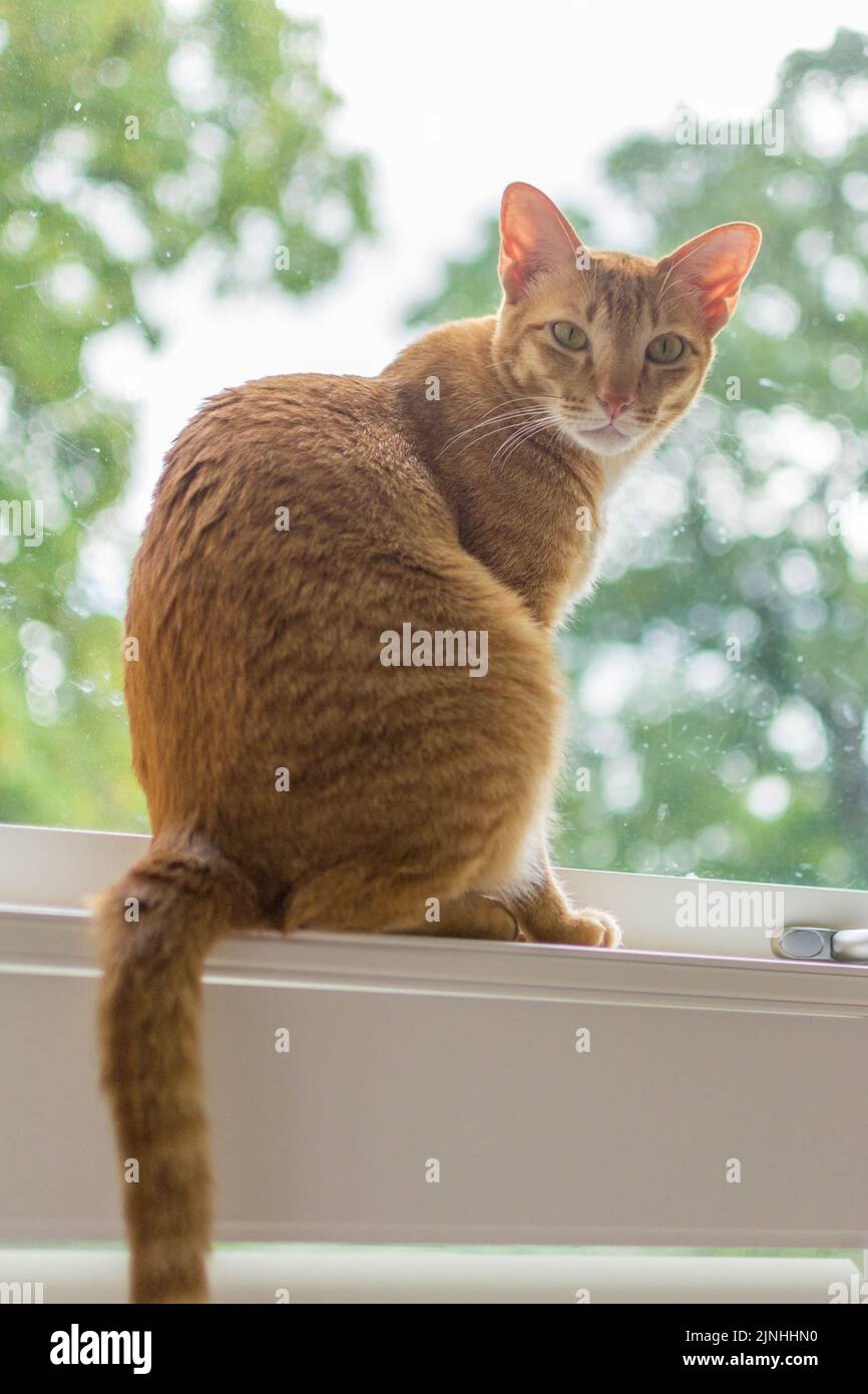 Orange cat sitting on a window sill looking at camera Stock Photo