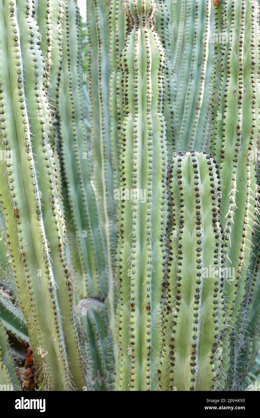 closeup of healthy barrel type cactus in full sun Stock Photo