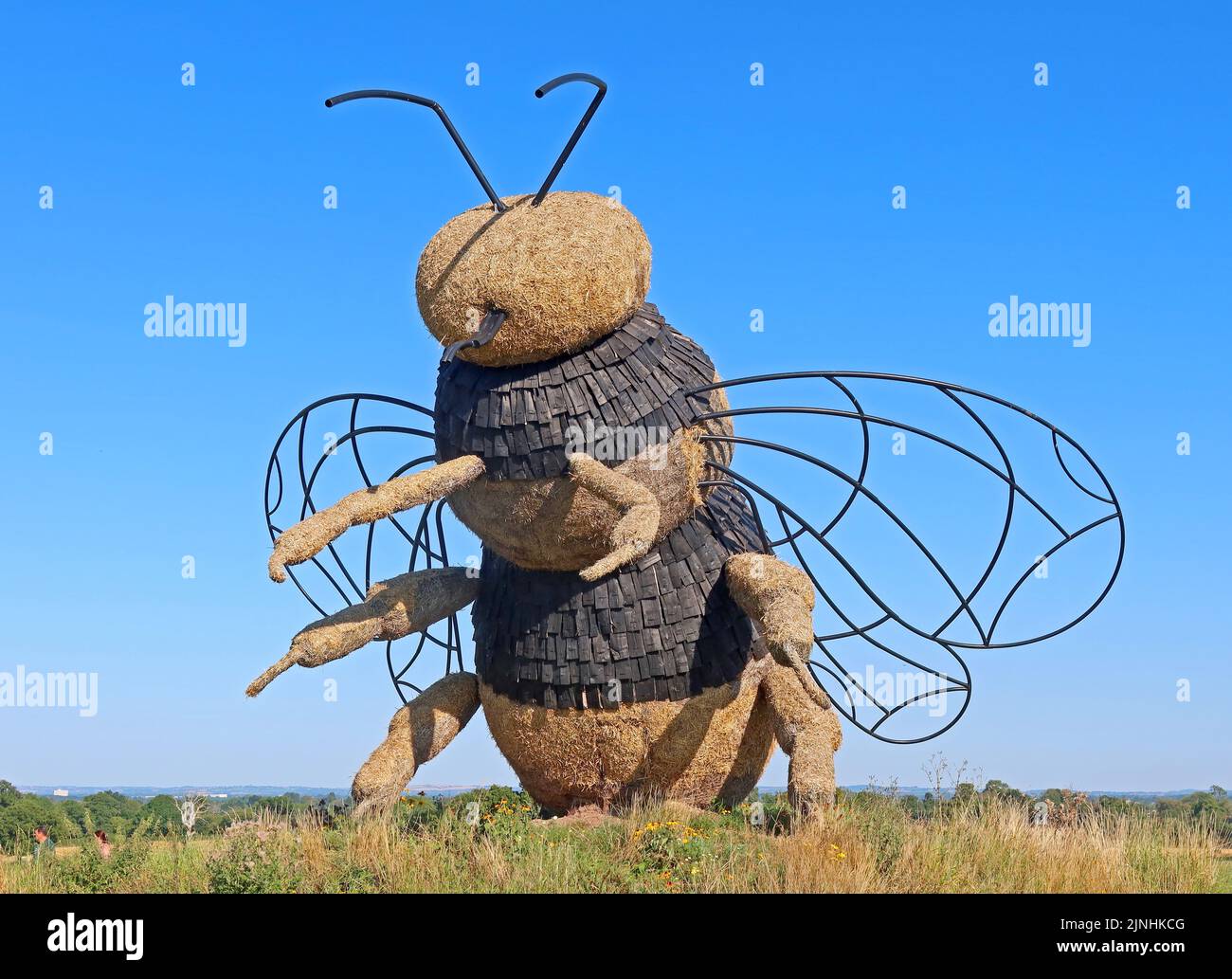 Bee straw sculpture in wildflower meadow at Snugburys Ice cream, Park Farm, A51, Hurleston, Nantwich, Cheshire, England, UK, CW5 6BU Stock Photo