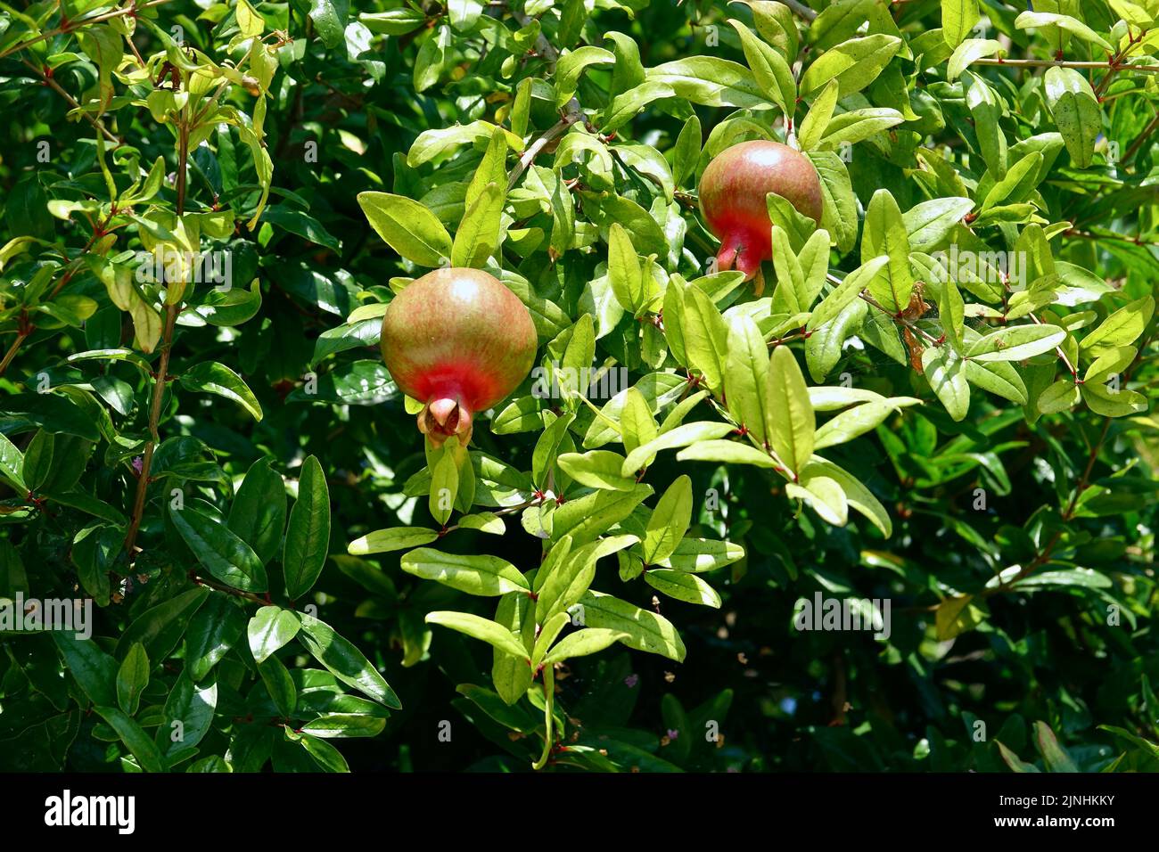 organic pomegranates growing in a tree Stock Photo