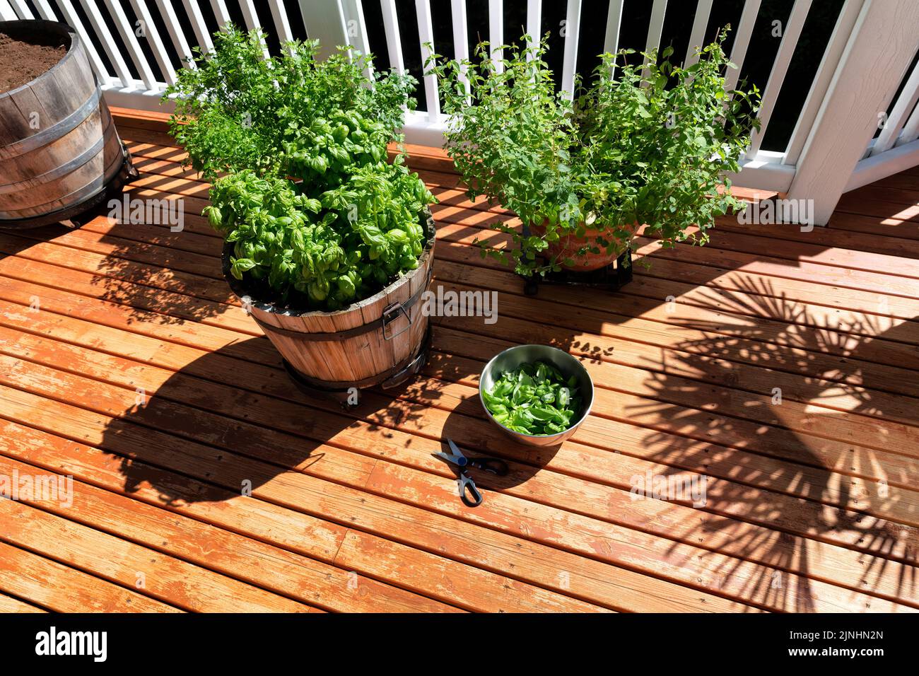 Overhead view of a stainless steel bowl and scissors filled with Italian herbs consisting of basil, oregano, and parsley on home outdoor wood deck bac Stock Photo