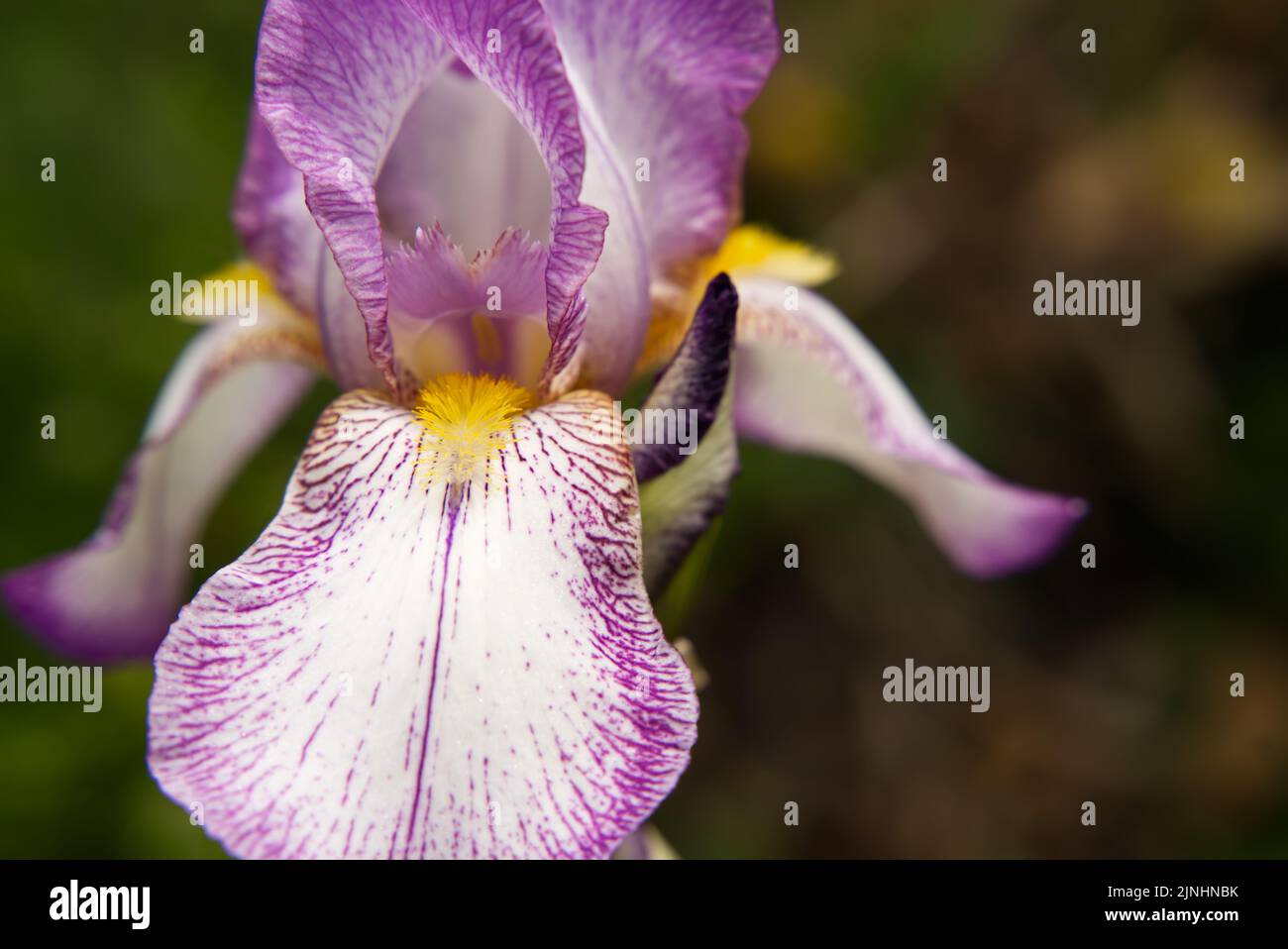 A closeup of an Iris sanguinea flower on a blurred background Stock Photo