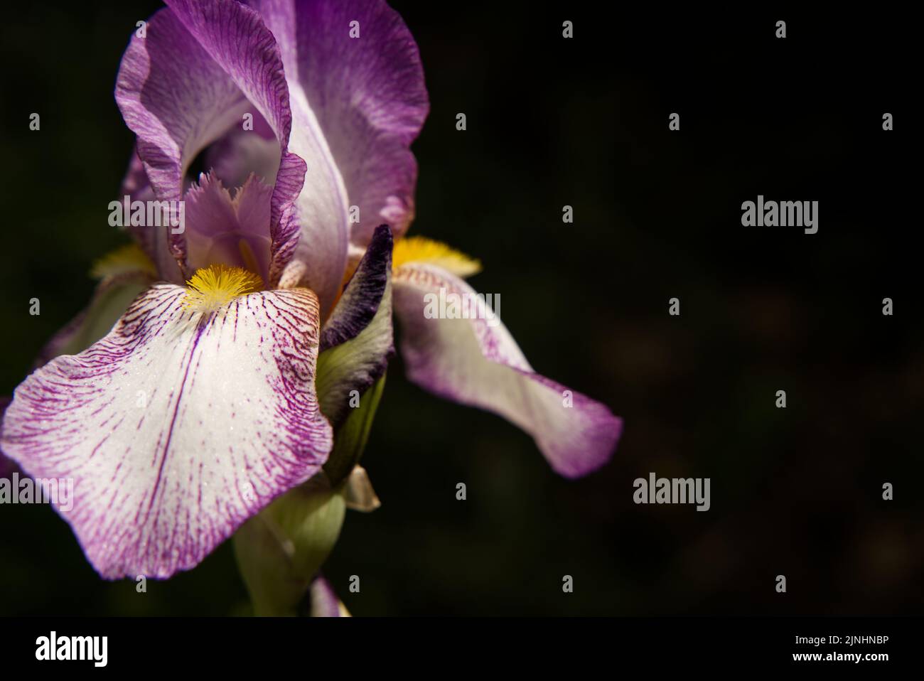 A closeup of an Iris sanguinea flower on a dark background with copy space Stock Photo