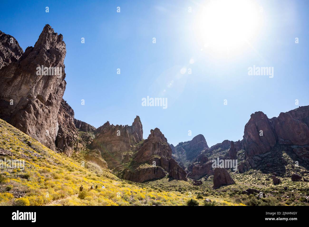 people hiking the Siphon Draw trail below steep rock formations with yellow flowers on the hills all around in Lost Dutchman State Park, Arizona, USA. Stock Photo