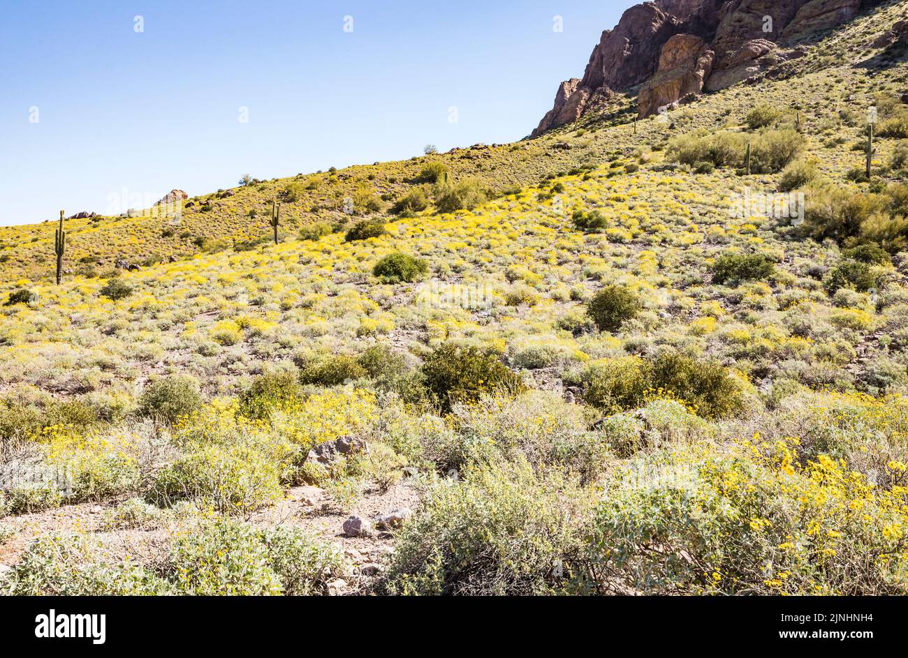 Steep rock formations and yellow Spring flowers below in Lost Dutchman State Park, Arizona, USA. Stock Photo