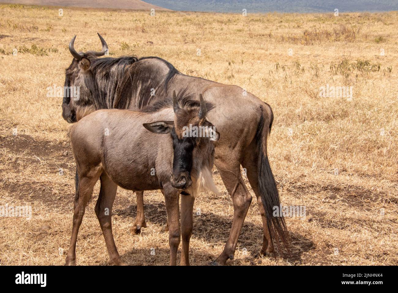 A mother wildebeest with a young one standing on the planes with brown grass in the background Stock Photo