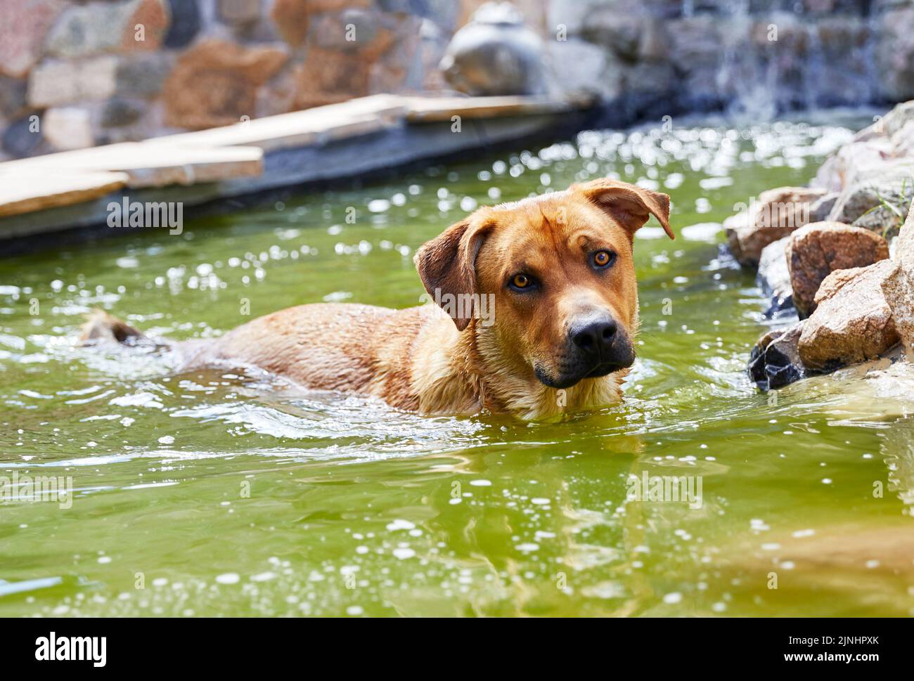 Mixed breed dog swimming in a pond Stock Photo
