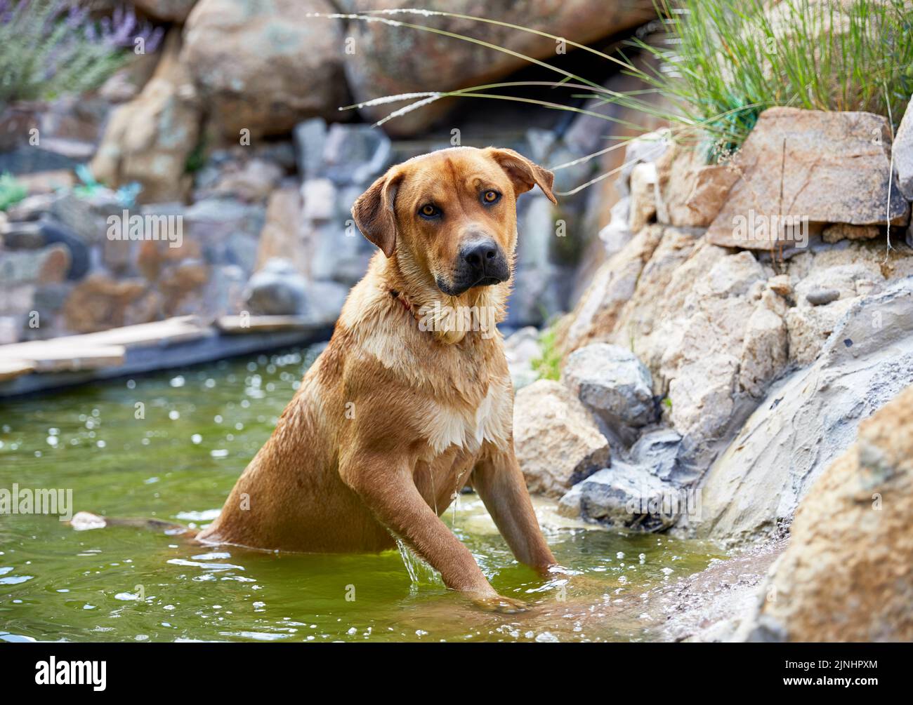 Retriever dog in a pond hi-res stock photography and images - Alamy