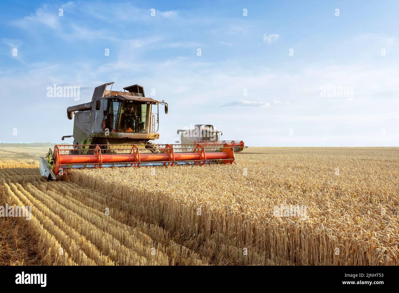 The combine harvester harvests ripe wheat. Ripe ears of the golden field against the blue sky. The concept of a rich harvest. Image of agriculture. Stock Photo