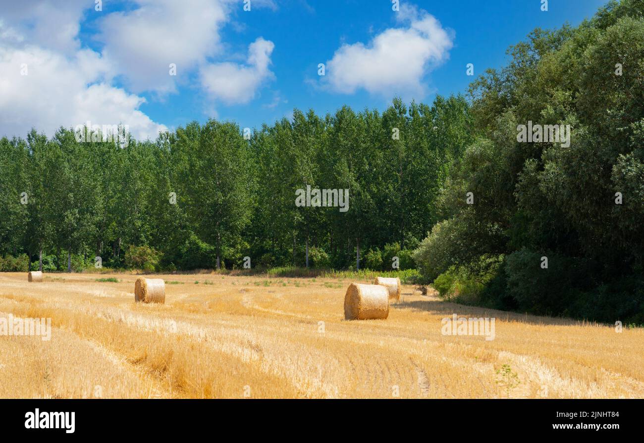 Rustic field after harvesting cereals in bright colors Stock Photo - Alamy