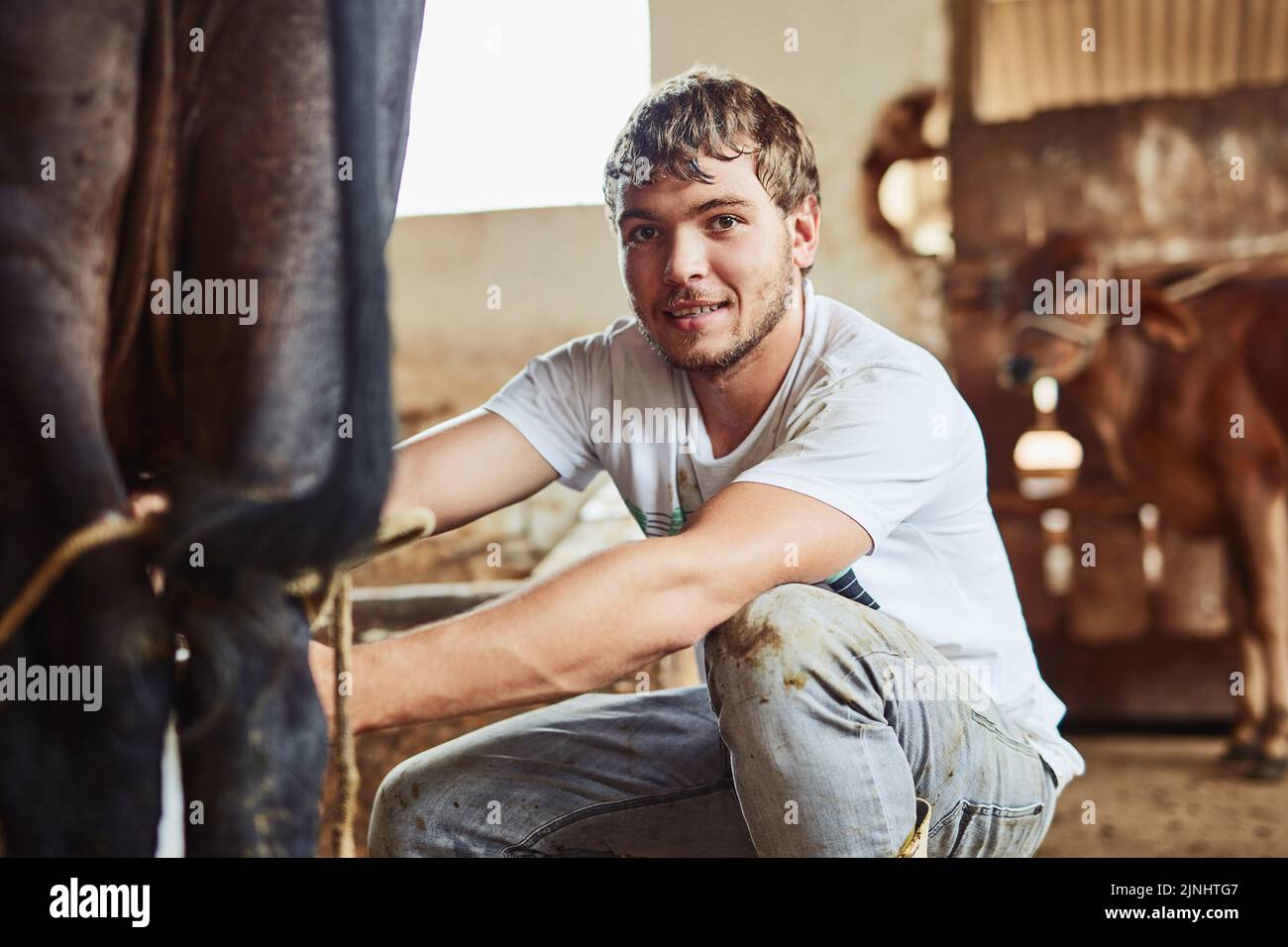 The beginning process of making cheese. a young male farmer milking a ...