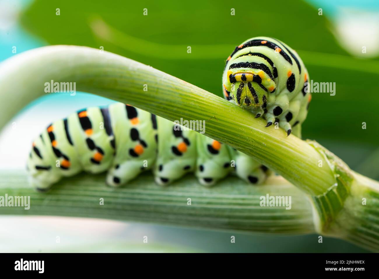 Macro of Caterpillar of Papilio Machaon swallowtail caterpillar feeding on Fennel branches. details in nature. Stock Photo