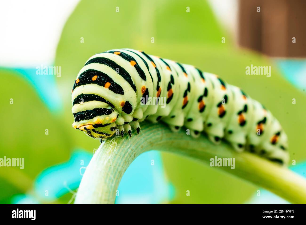 Caterpillar of swallowtail crawling on branch of dill. Macrophoto. Stock Photo