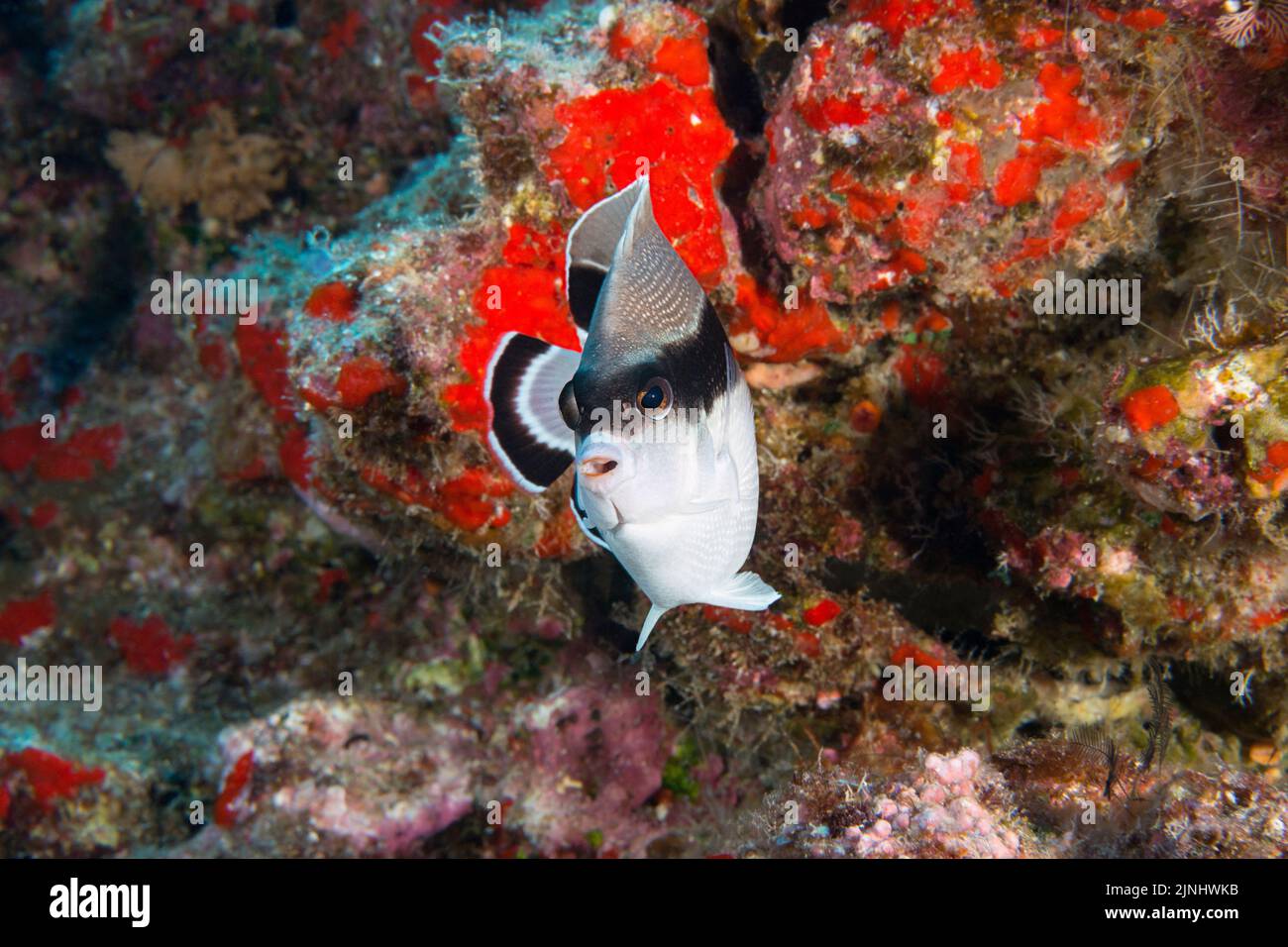 bandit angelfish or banded angelfish, Apolemichthys arcuatus, Hawaiian endemic species, Lehua Ledges dive site, Lehua Rock, Niihau, off Kauai, Hawaii Stock Photo