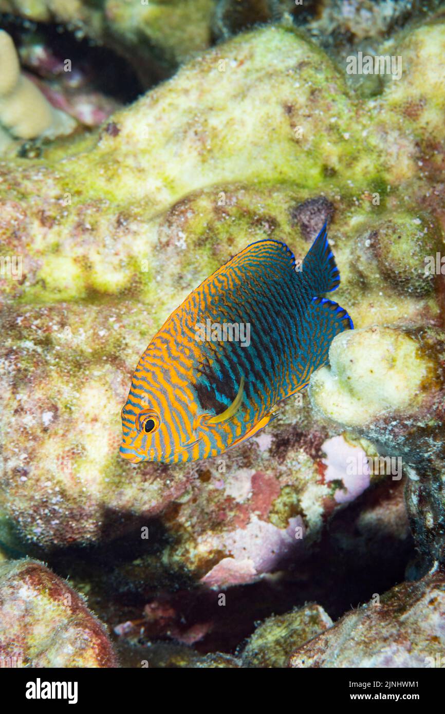 Potter's angelfish, Centropyge potteri, male, endemic species, Pawai Bay, Kona, Hawaii ( the Big Island ), USA ( Central Pacific Ocean ) Stock Photo