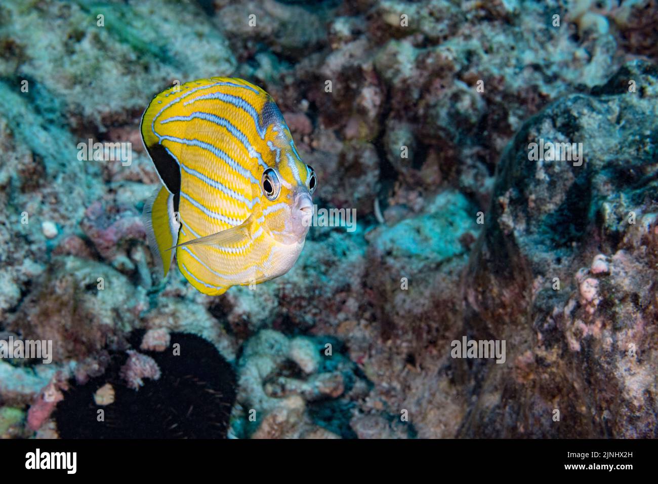 bluestripe butterflyfish, Chaetodon fremblii ( endemic species ), North Kohala, Hawaii  ( the Big Island ), USA ( Central Pacific Ocean ) Stock Photo