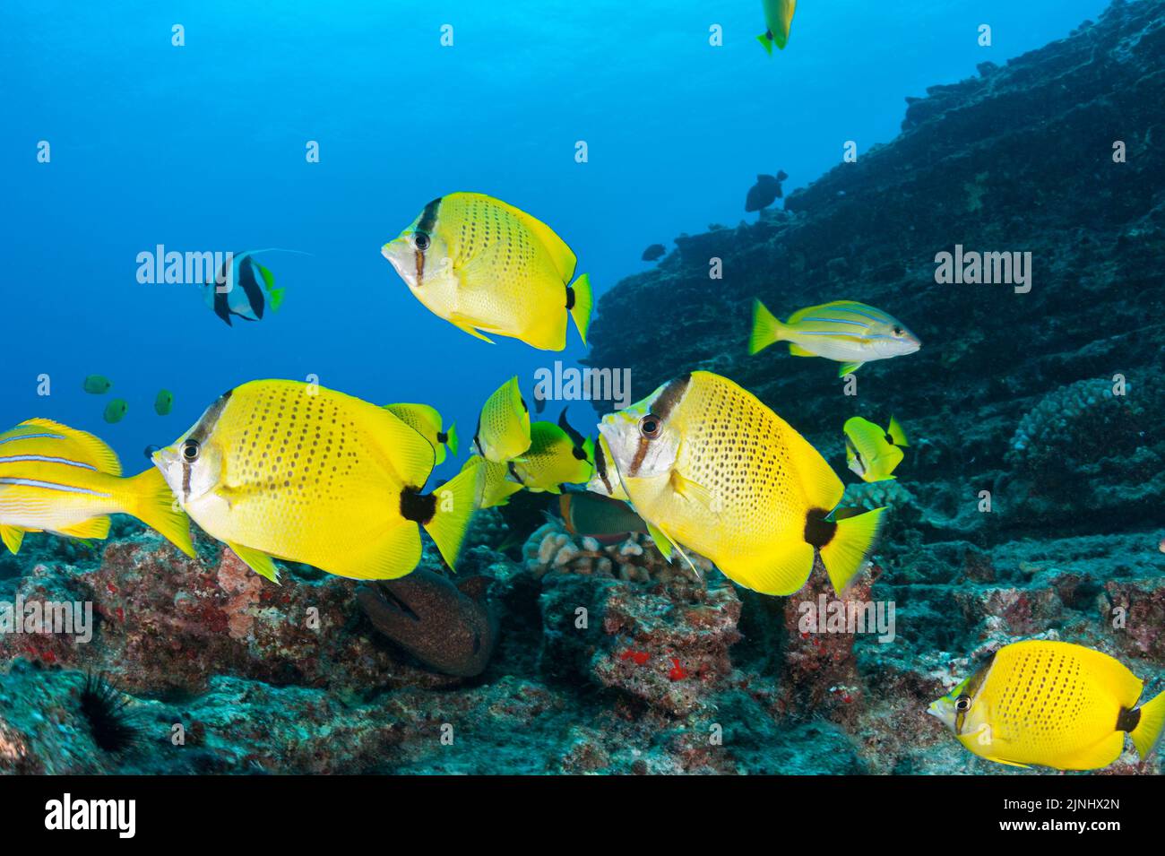 endemic milletseed butterflyfish, Chaetodon miliaris, and other reef fish at Vertical Awareness dive site, Lehua Rock, off Niihau, Hawaii ( Pacific ) Stock Photo