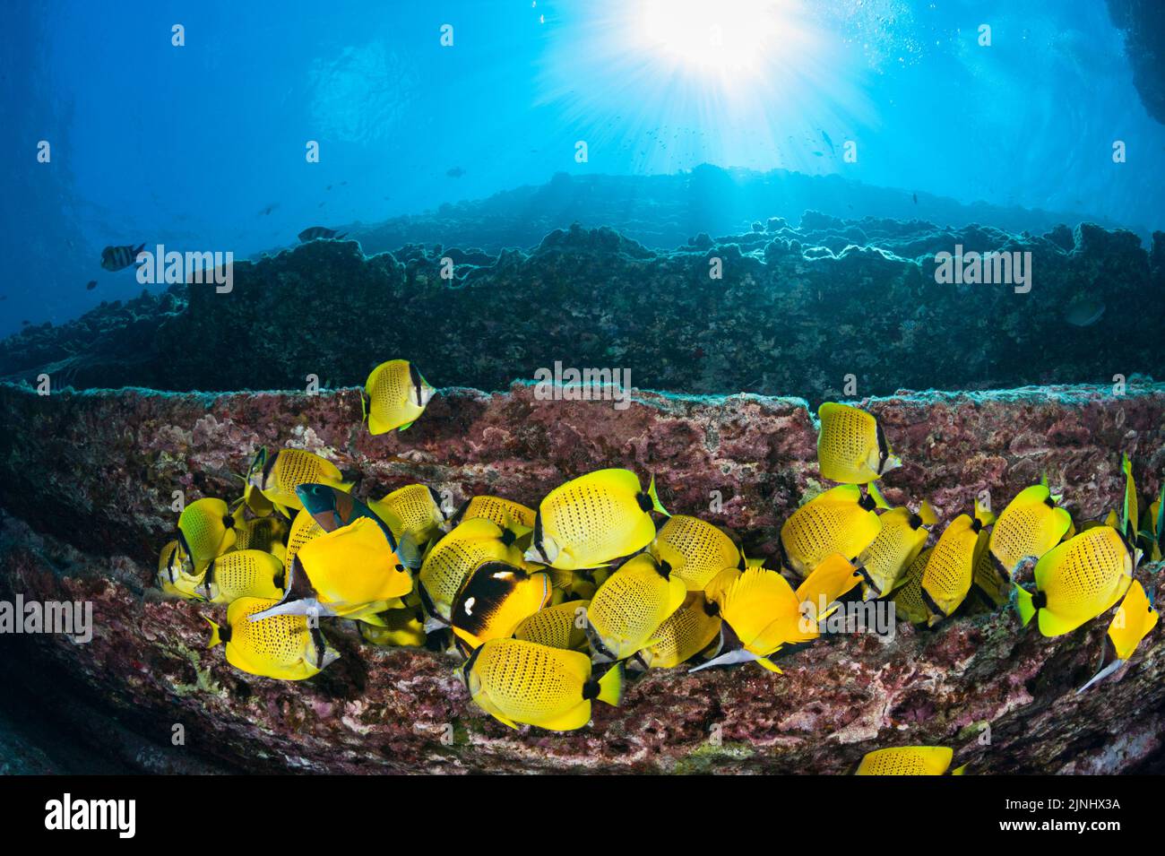 milletseed butterflyfish, Chaetodon miliaris, endemic Hawaiian species, & other fish, feeding on eggs of sergeant major damselfish, Lehua Rock, Hawaii Stock Photo