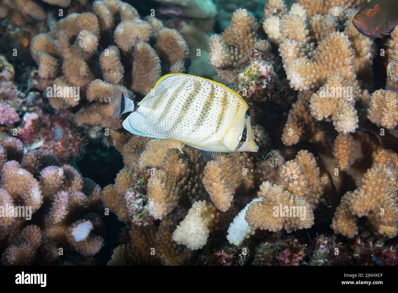 endemic multiband butterflyfish or pebbled butterflyfish, Chaetodon multicinctus, feeding on cauliflower coral, Pocillopora meandrina, Kona, Hawaii Stock Photo