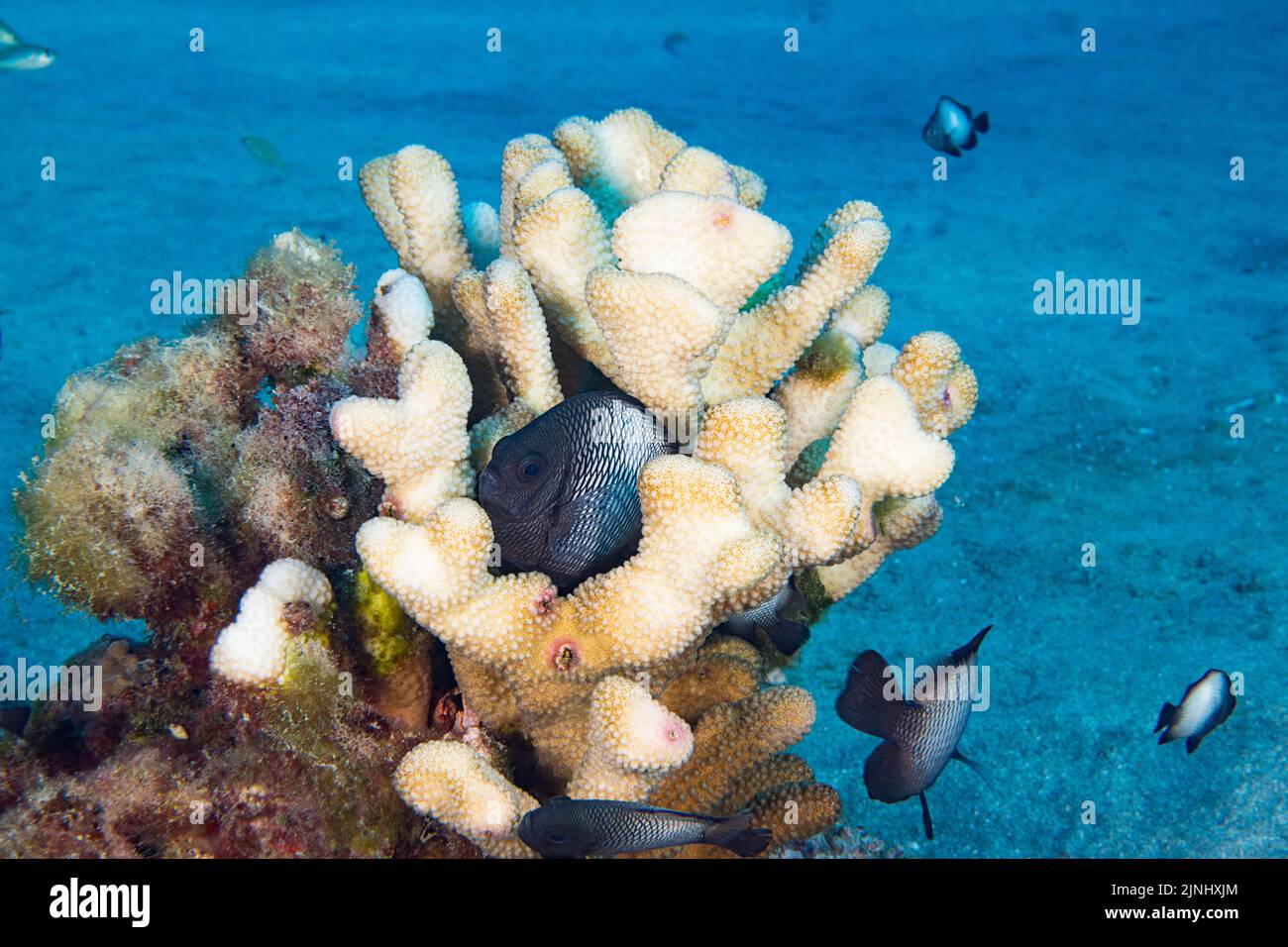endemic Hawaiian dascyllus, Hawaiian threespot damsel, or Hawaiian domino damselfish, Dascyllus albisella, in partially bleached antler coral, Hawaii Stock Photo