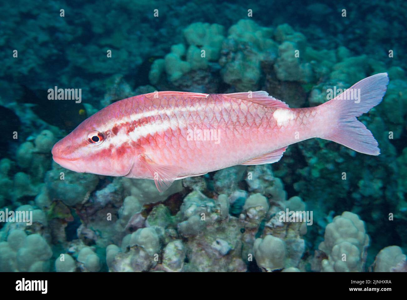 whitesaddle goatfish, whitestriped goatfish, or kumu, Parupeneus porphyreus ( Endemic to Hawaiian Archipelago ), Puako, South Kohala, Kona Coast, Hawa Stock Photo