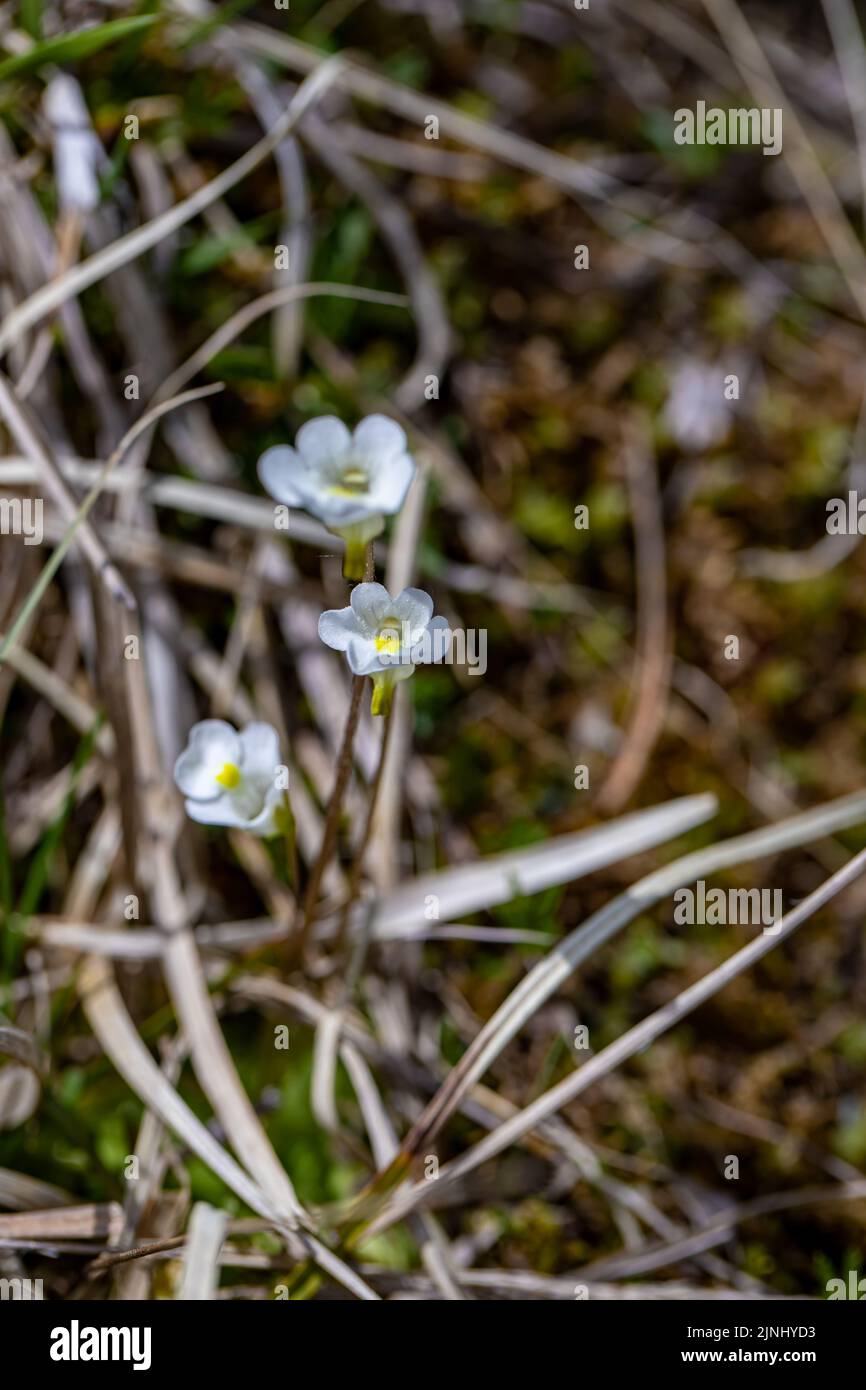 Pinguicula alpina flower in meadow Stock Photo