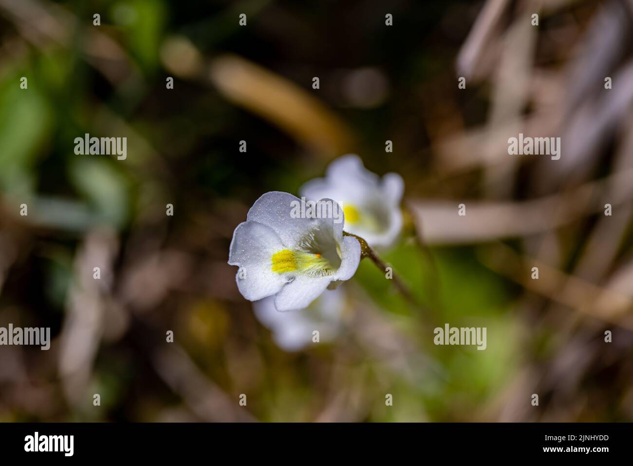 Pinguicula alpina flower growing in meadow Stock Photo