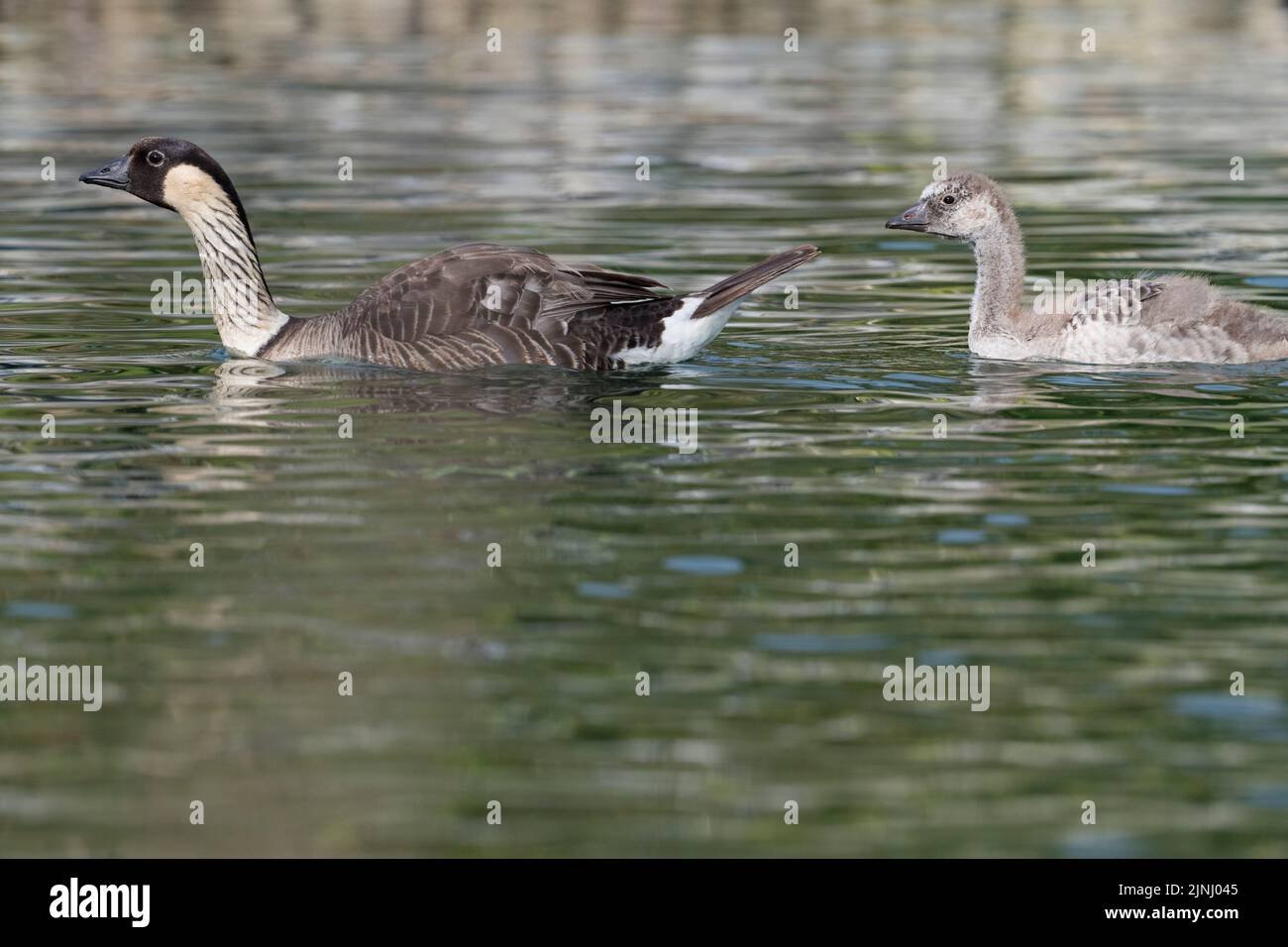 nene or Hawaiian goose, Branta sandvicensis ( endemic species ), the world's rarest goose, adult swimming with large chick or gosling, Kona, Hawaii Stock Photo