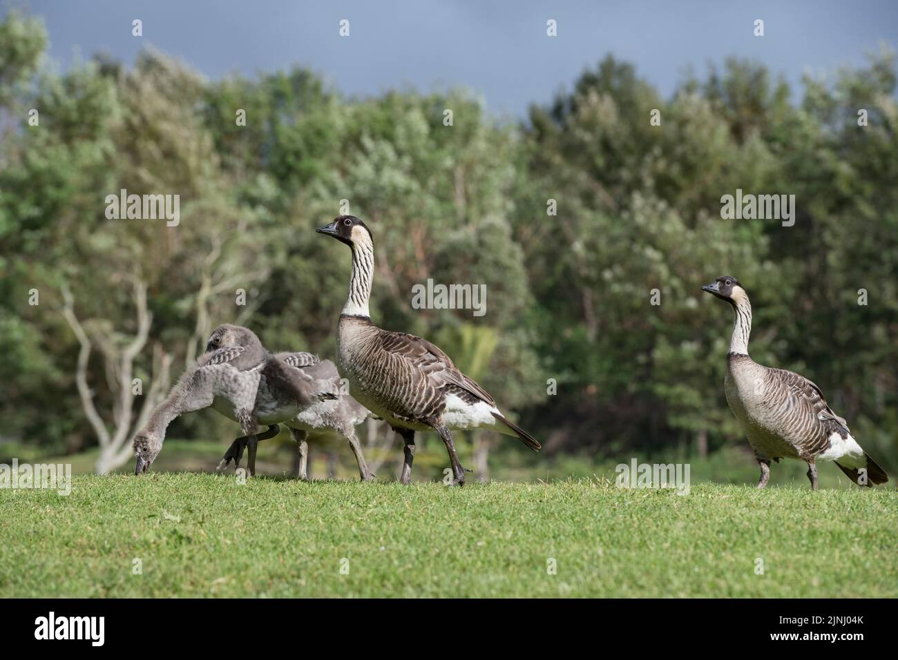 nene or Hawaiian goose, Branta sandvicensis ( endemic species ), the world's rarest goose, adults with large chicks or goslings, North Kona, Hawaii Stock Photo