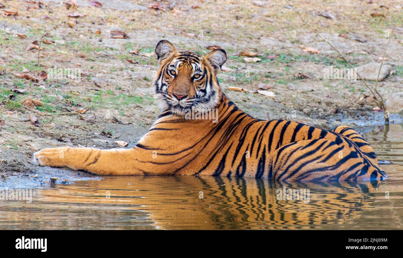 Tiger enjoys being in waterhole Stock Photo
