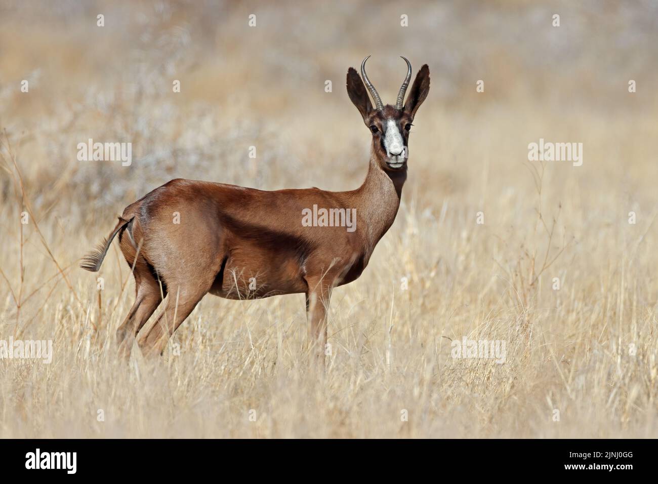 A rare black springbok antelope (Antidorcas marsupialis) in grassland, South Africa Stock Photo