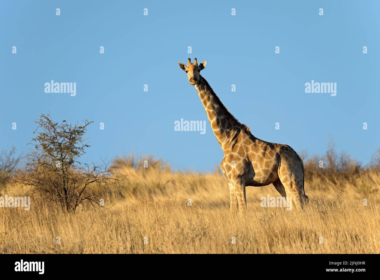 A giraffe (Giraffa camelopardalis) in natural habitat, Kalahari desert, South Africa Stock Photo