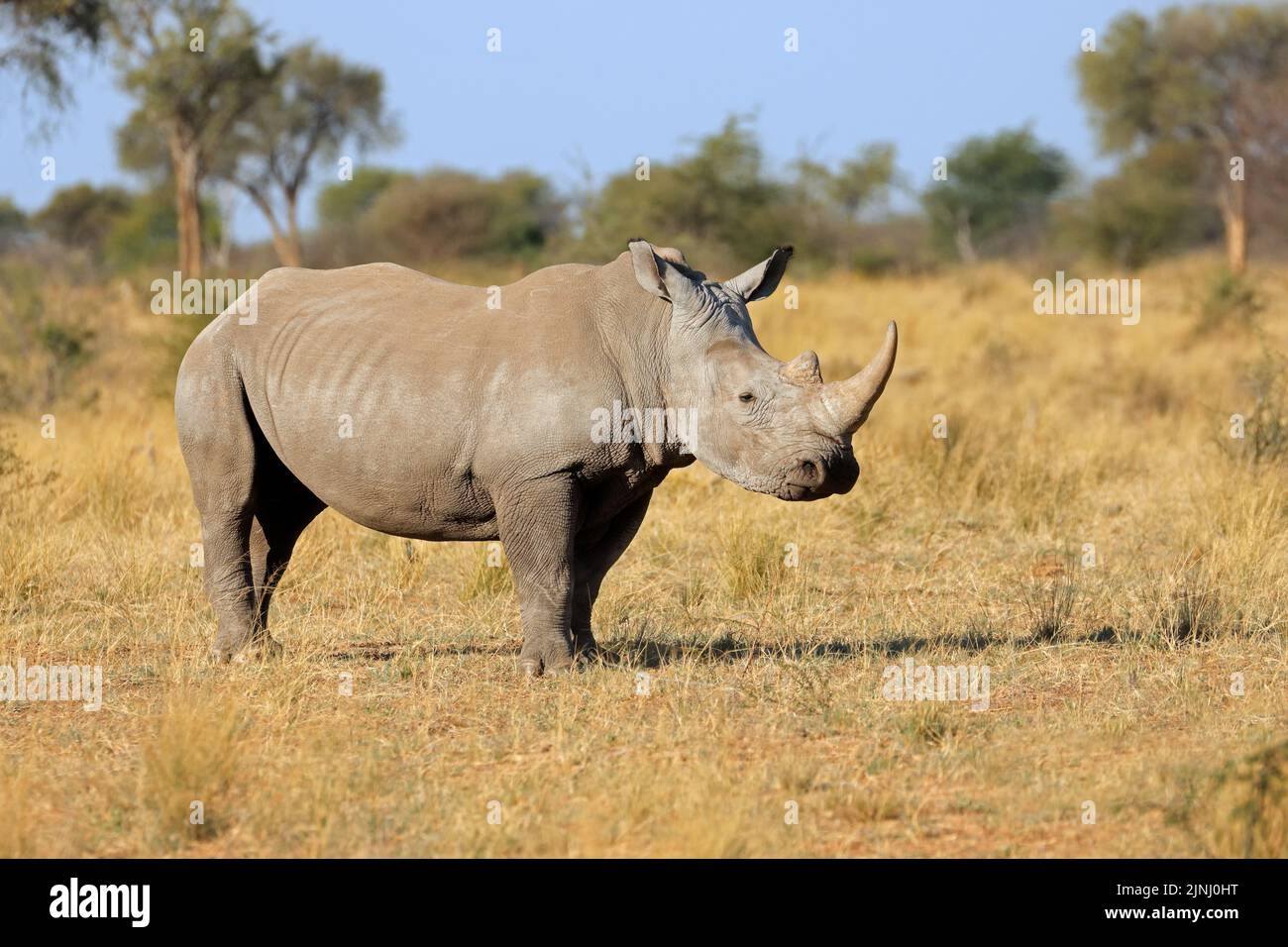 A white rhinoceros (Ceratotherium simum) in natural habitat, South Africa Stock Photo