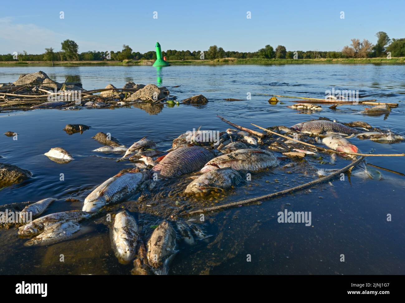 Genschmar, Germany. 11th Aug, 2022. Countless dead fish are floating in