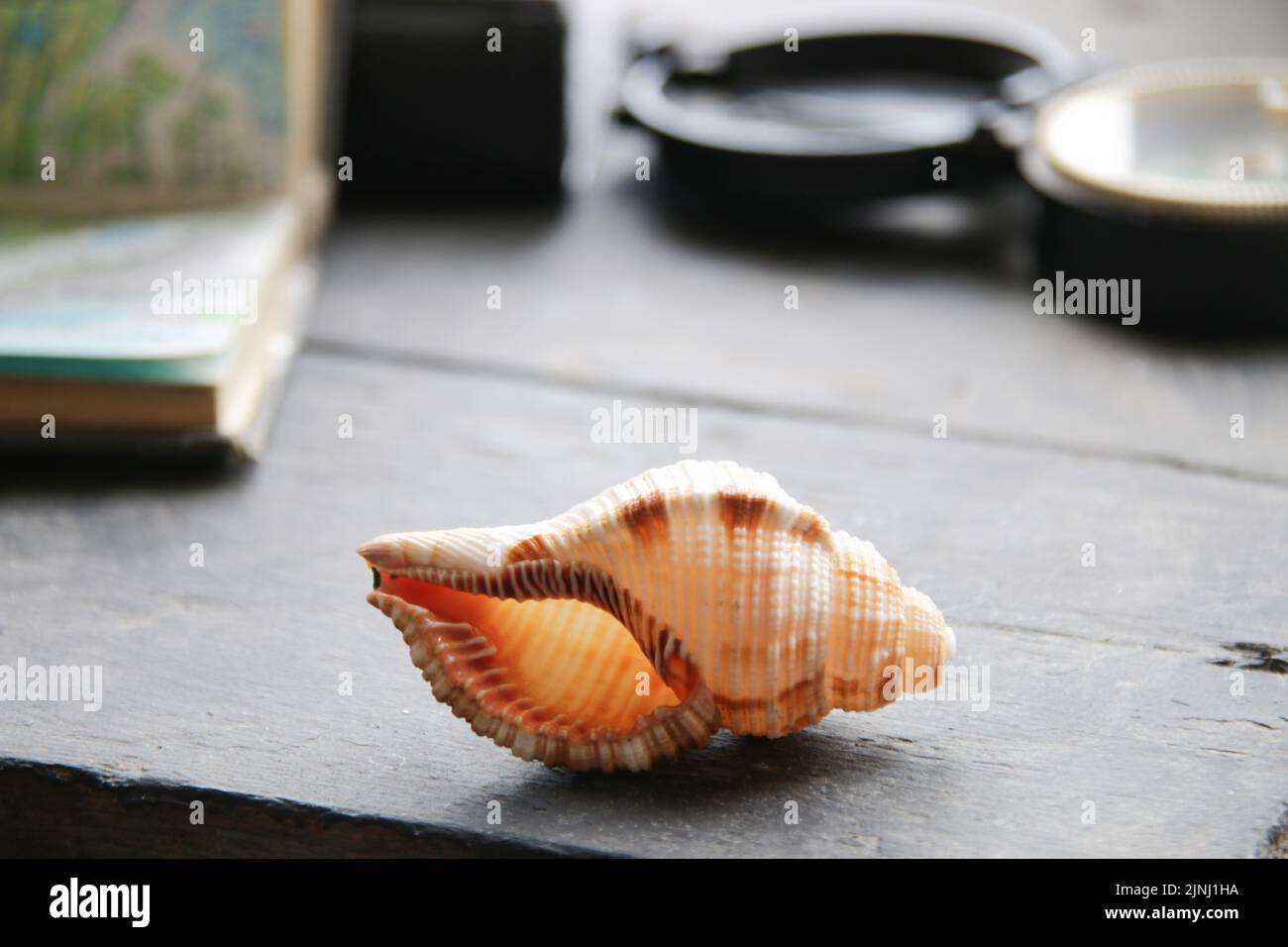 seashell, map and compass lies on a vintage table Stock Photo