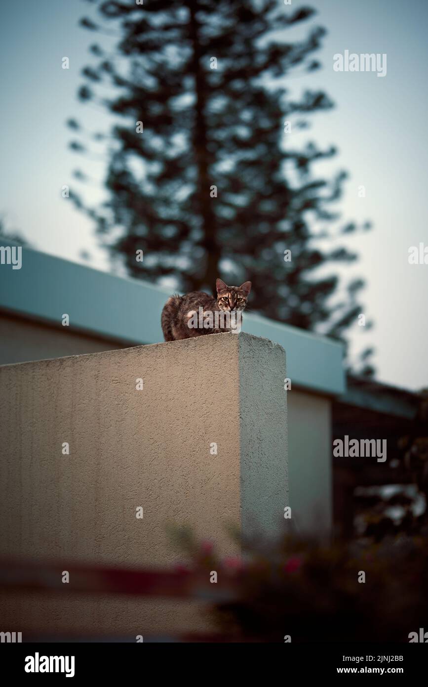 cat in the street Stock Photo - Alamy