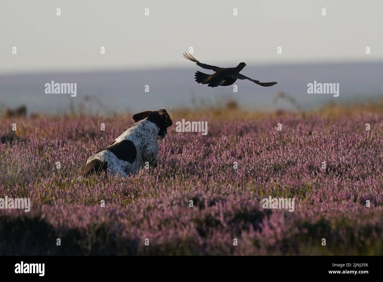 A shooting party on the moors in North Yorkshire, as the Glorious 12th, the official start of the grouse shooting season, gets underway. Picture date: Friday August 12, 2022. Stock Photo