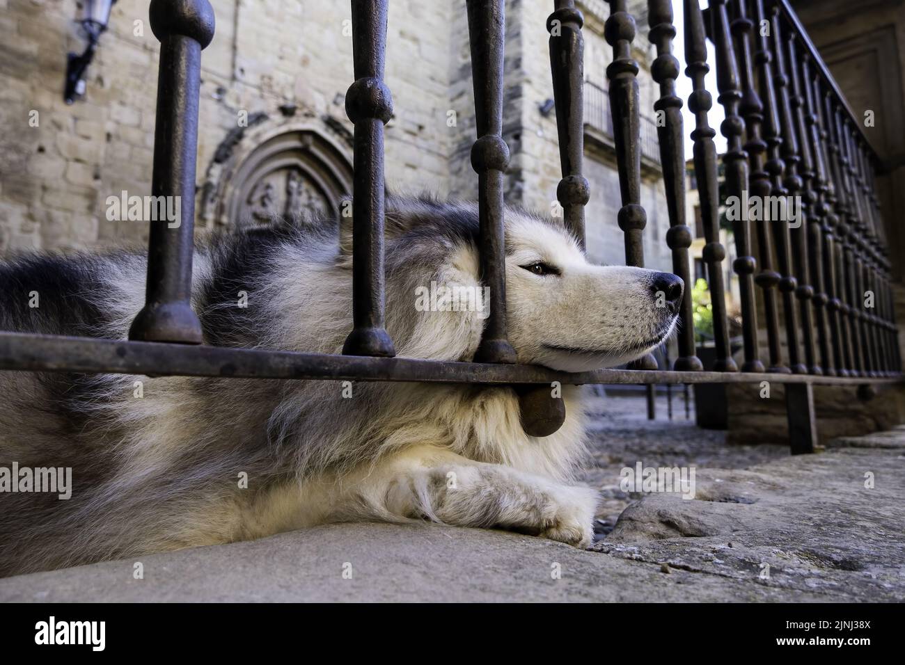 Detail of pet resting in the city Stock Photo