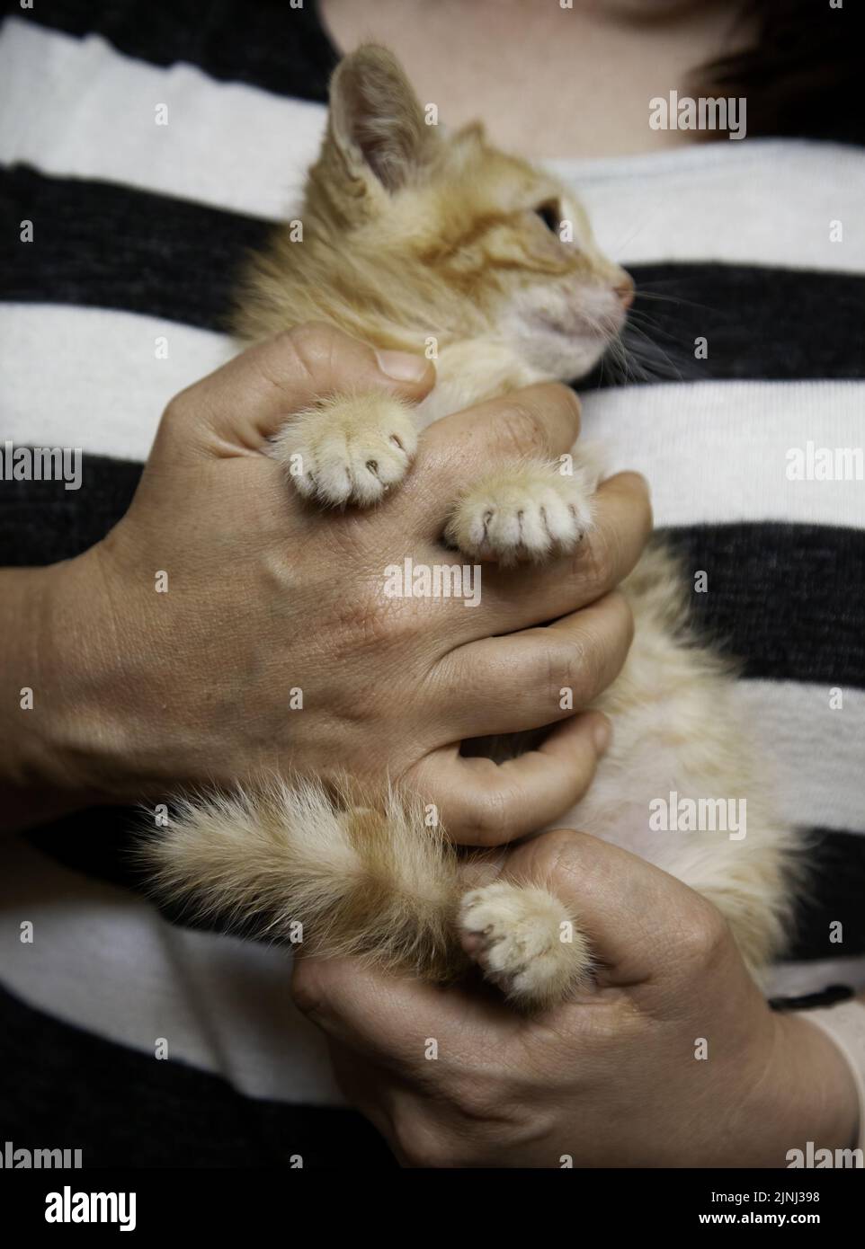 Detail of little cat abandoned in the city, loneliness Stock Photo