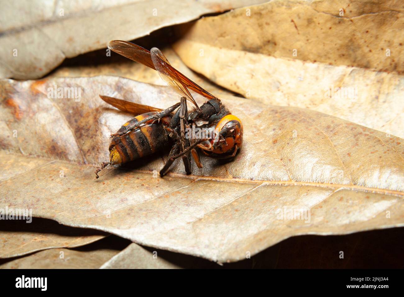 Dead Japanese Giant Hornet Wasp on top of dry leaves. Stock Photo