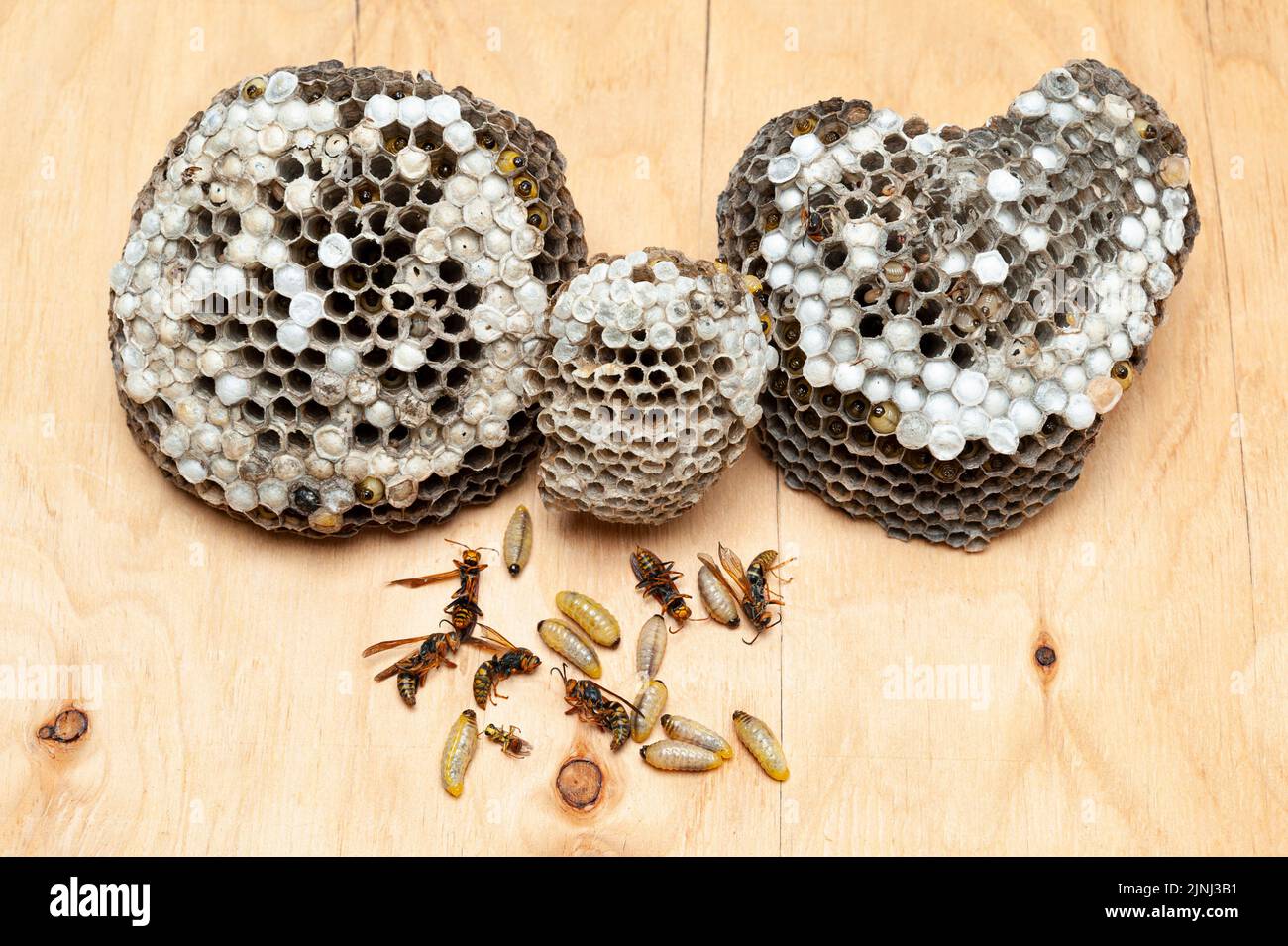 Dead larvae an wasps known as Asian Giant Hornet or Japanese Giant Hornet with comb on wooden table. Stock Photo
