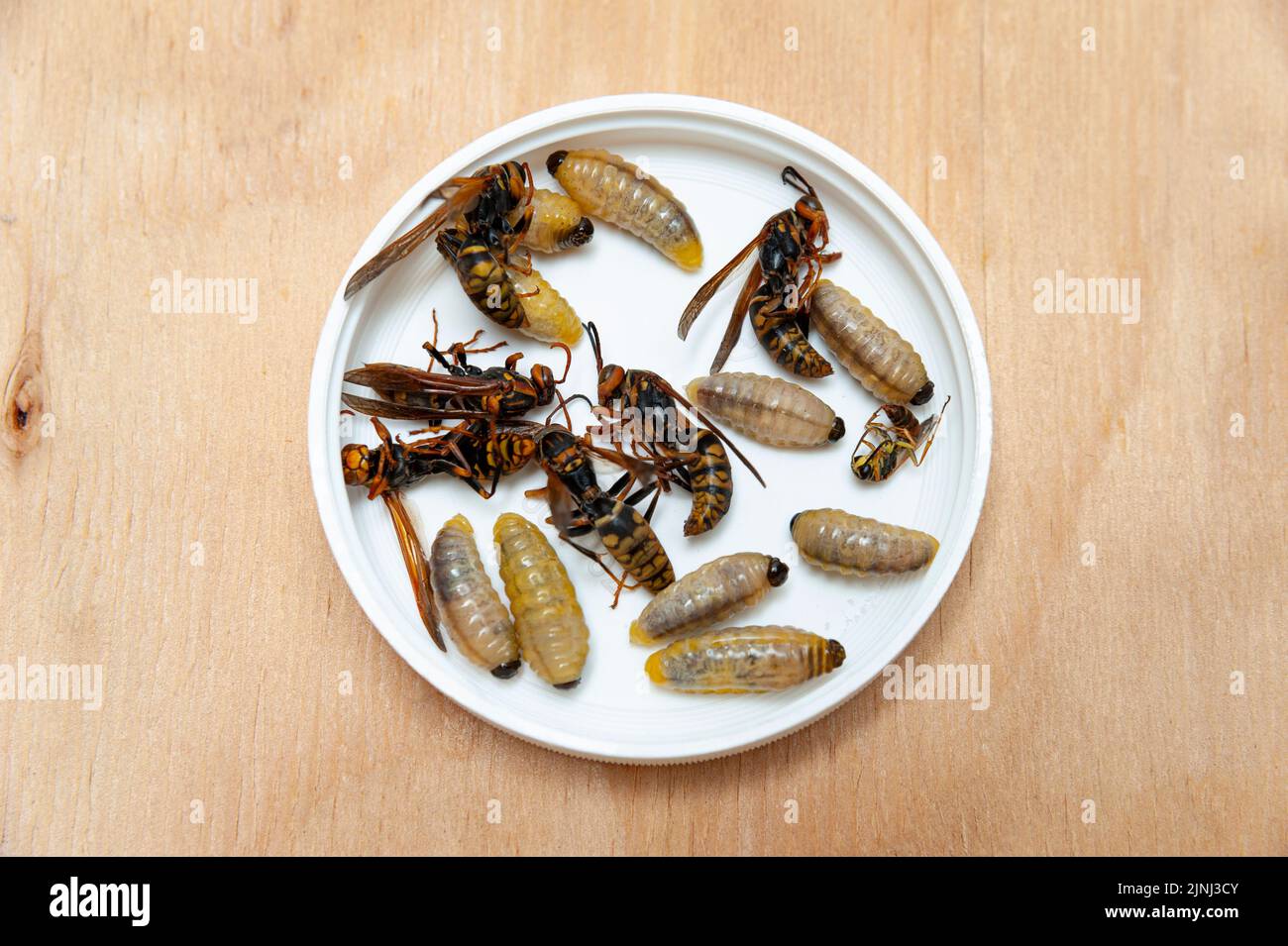 Dead larvae and wasps known as Asian Giant Hornet or Japanese Giant Hornet inside white circular container on wooden table in top view. Stock Photo
