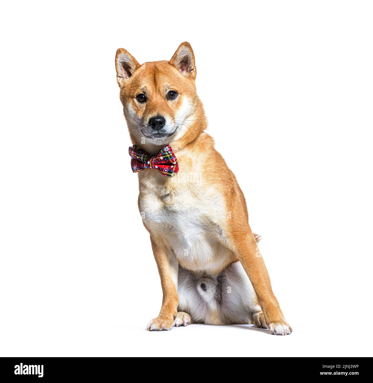 Shiba inu dog wearing a collar dog, sitting, isolated on white Stock