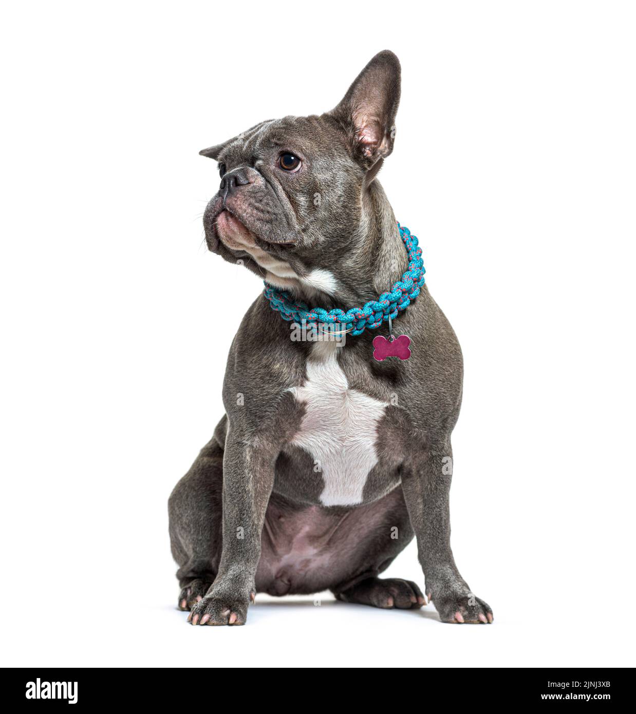 Should French Bulldogs Wear Collars