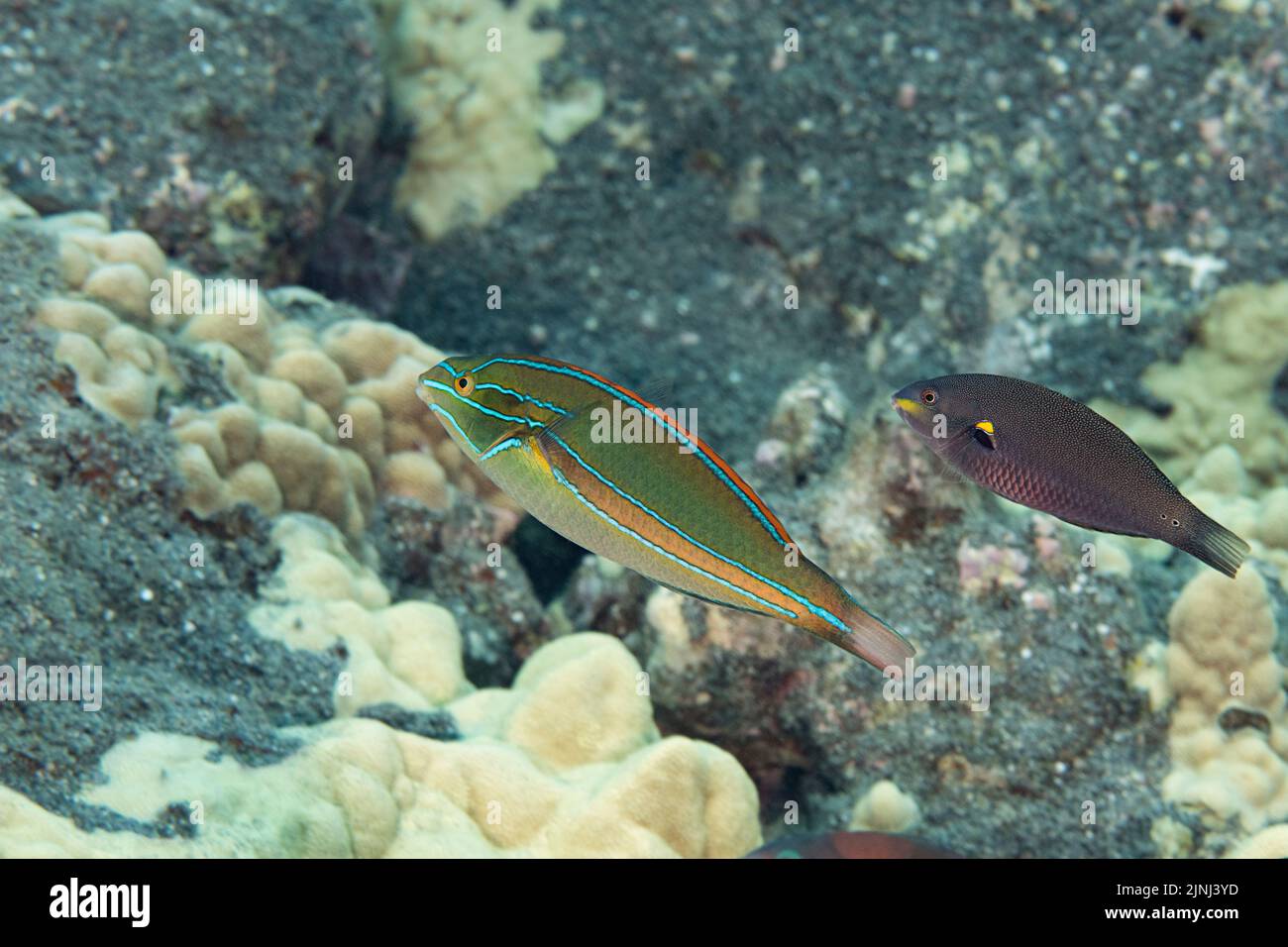 endemic belted wrasse, green wrasse, orange-bar wrasse, or 'omaka, Stethojulis balteata, terminal male on left, with initial phase on right, Hawaii Stock Photo
