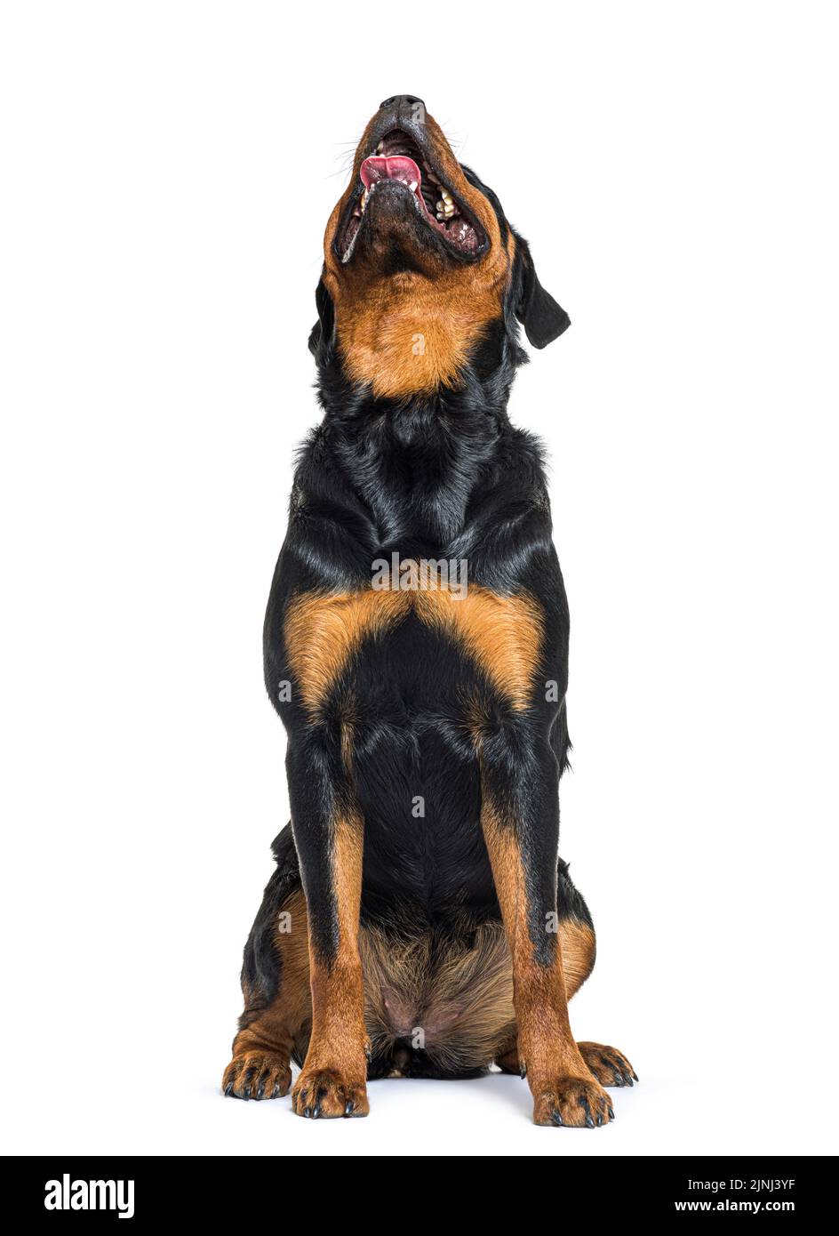 Young Rottweiler sitting in front and looking up, showing tongue and ...