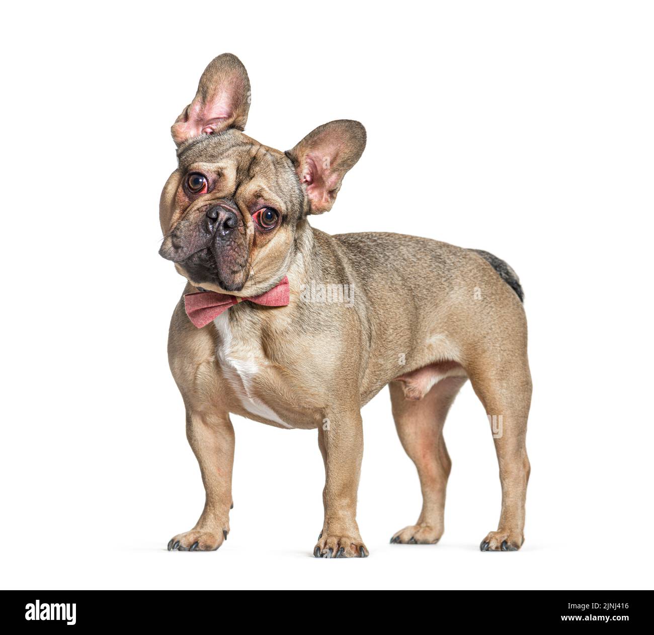 Standing French Bulldog wearing a pink bow tie, isolated on white Stock Photo