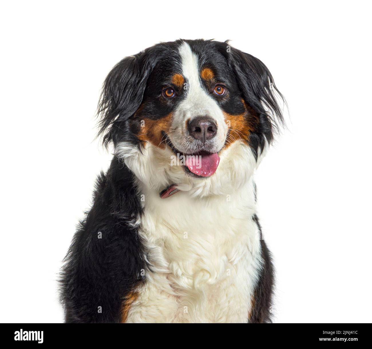 portrait of a young Bernese mountain dog panting, isolated on white ...